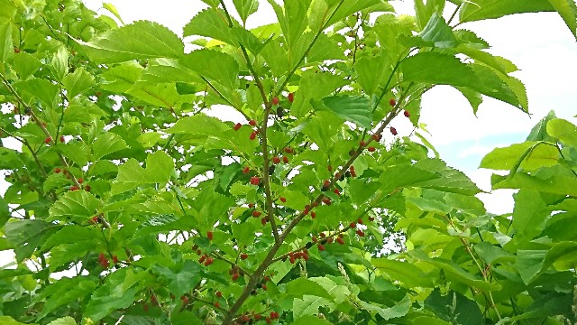 f:id:sikinari:20190701170423j:image