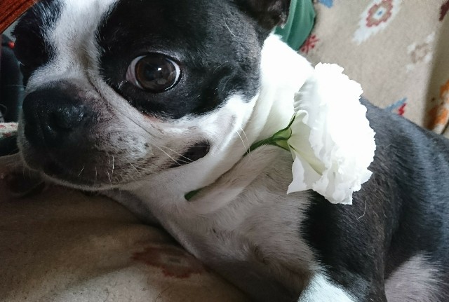 f:id:sikinari:20190716131815j:image
