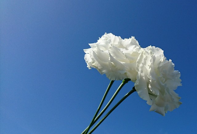 f:id:sikinari:20190716133225j:image