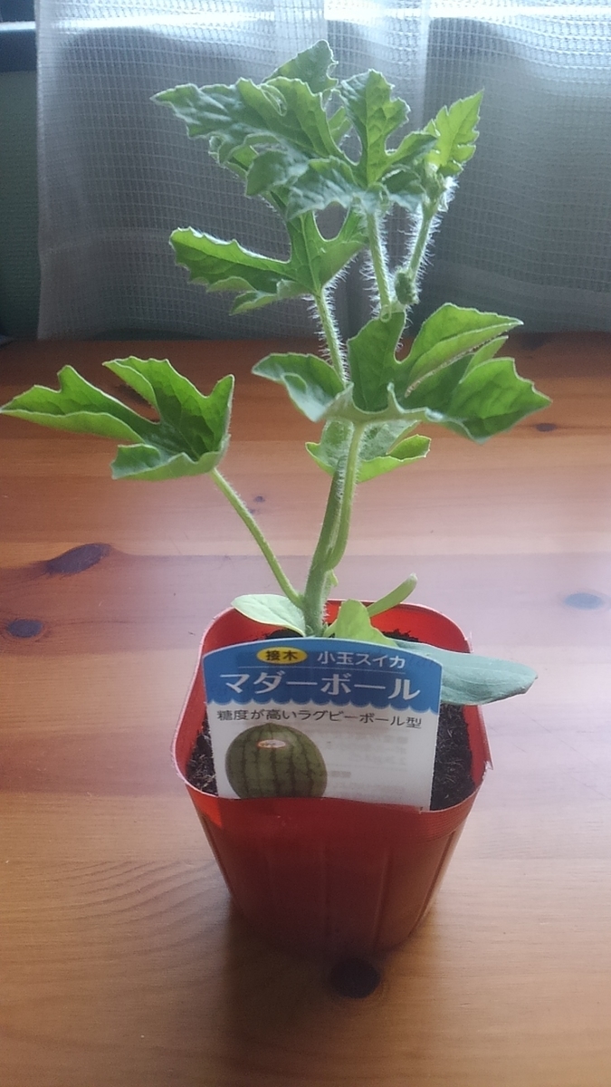 f:id:sikinomori117:20190412121458j:plain f:id:sikinomori117:20190412121458j:plain