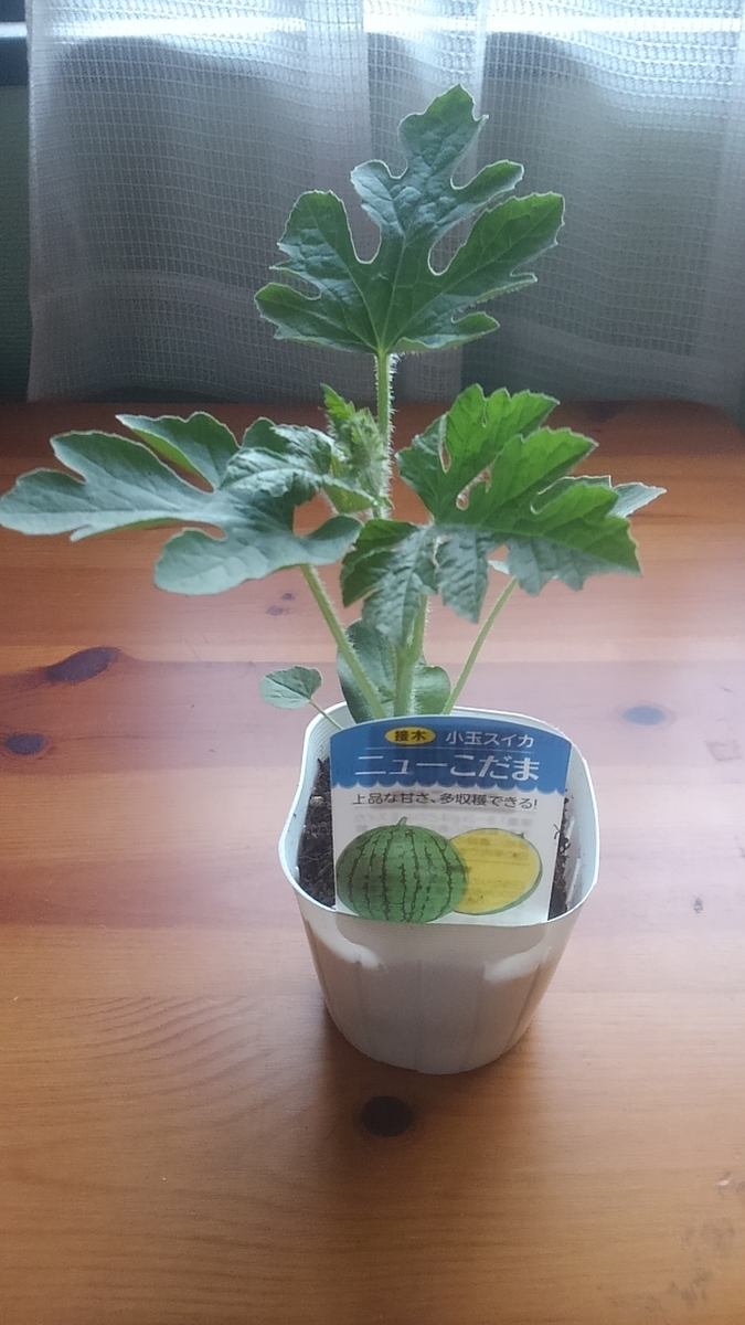 f:id:sikinomori117:20190412121611j:plain f:id:sikinomori117:20190412121611j:plain