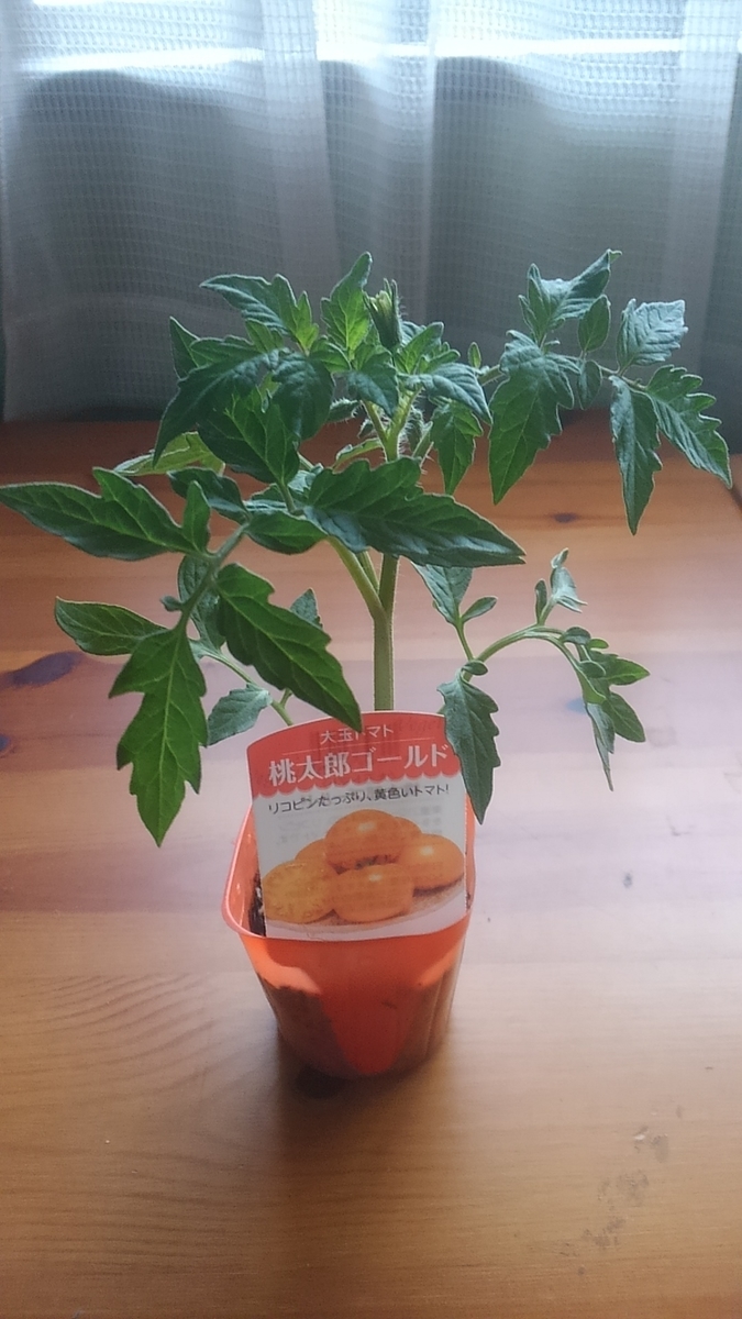 f:id:sikinomori117:20190412122528j:plain f:id:sikinomori117:20190412122528j:plain