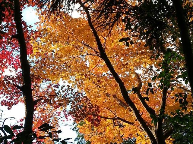 f:id:sikinomori117:20191124062720j:plain f:id:sikinomori117:20191124062720j:plain