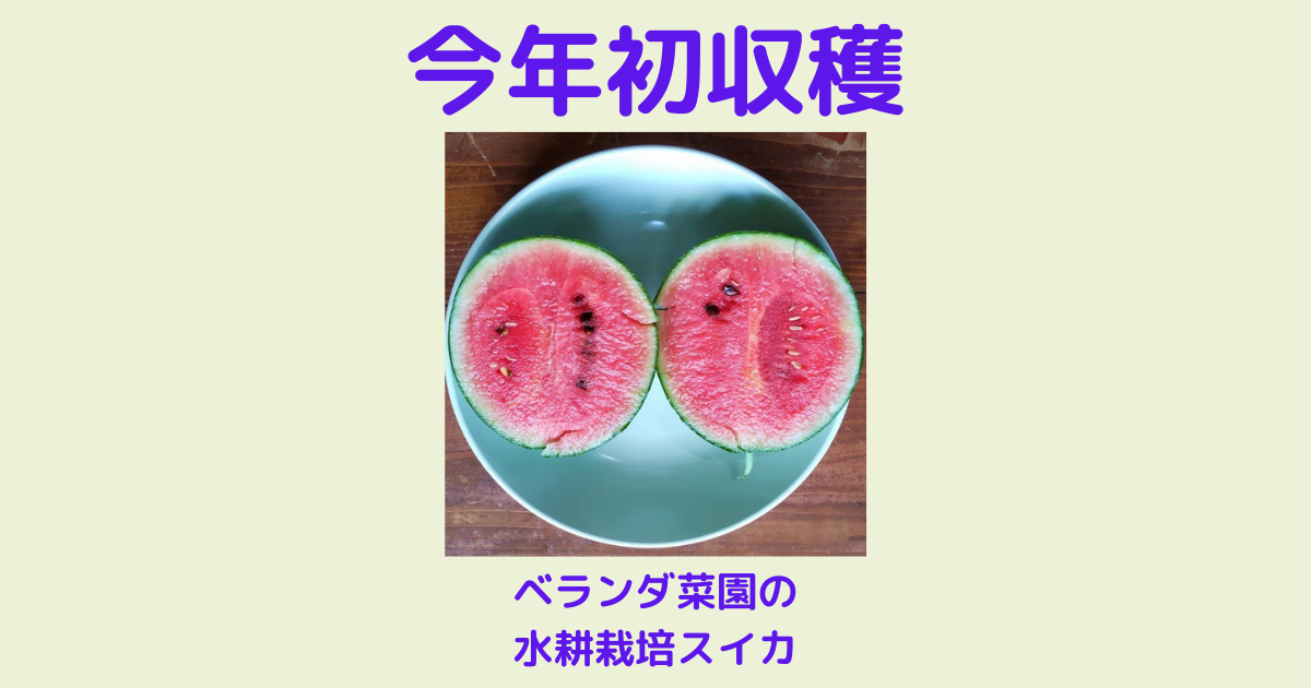 今年初収穫の水耕栽培スイカに可愛いおまけが付いていた 趣味を楽しむｄｉｙな暮らし