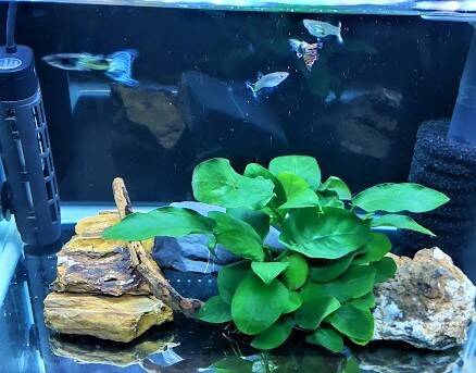 グッピーとアヌビアスナナの水槽なら底砂不要で管理が簡単！ - 趣味を