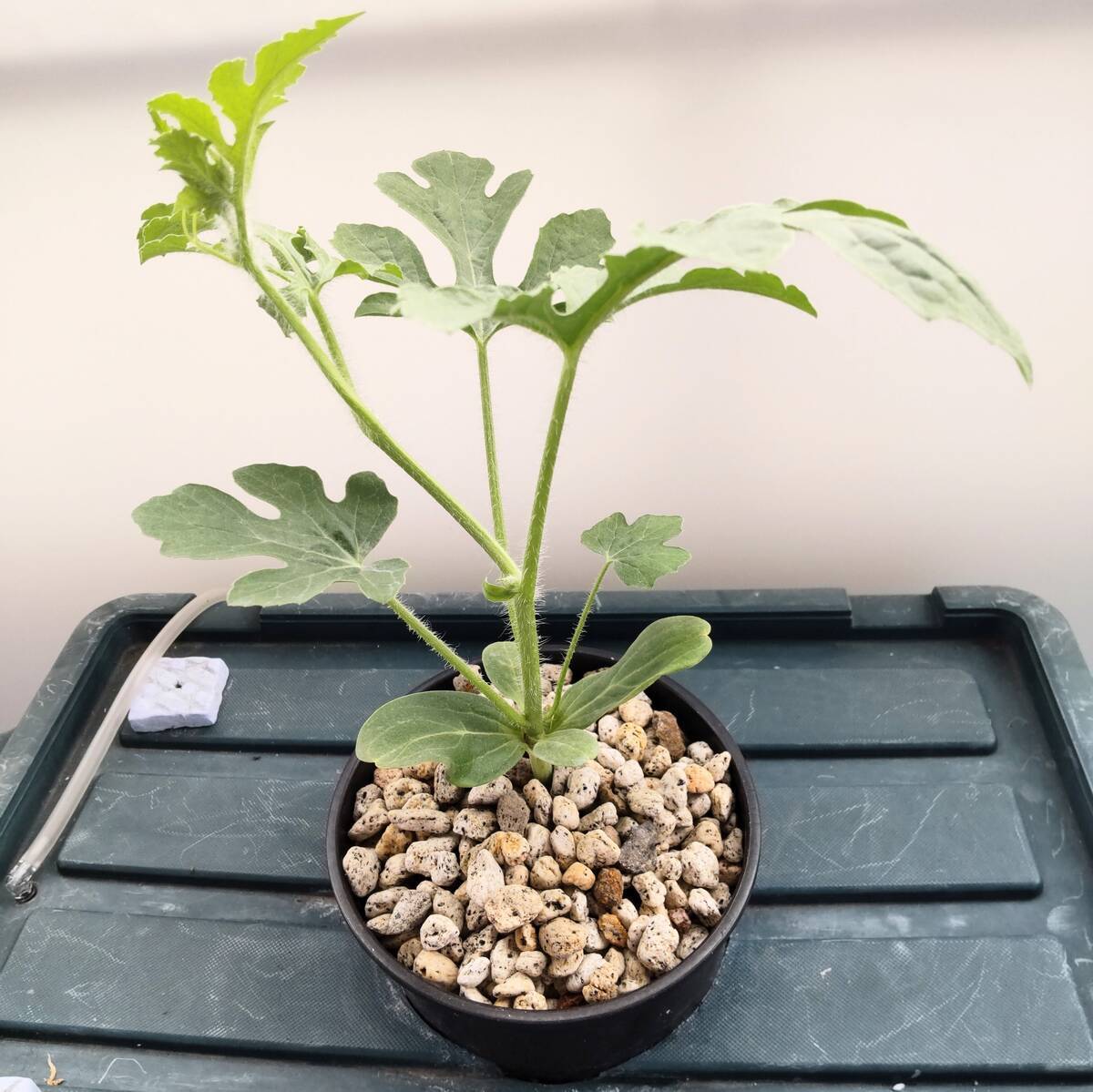 水耕栽培スイカ苗の植え付けと新たに導入したエアポンプ！ - 趣味を