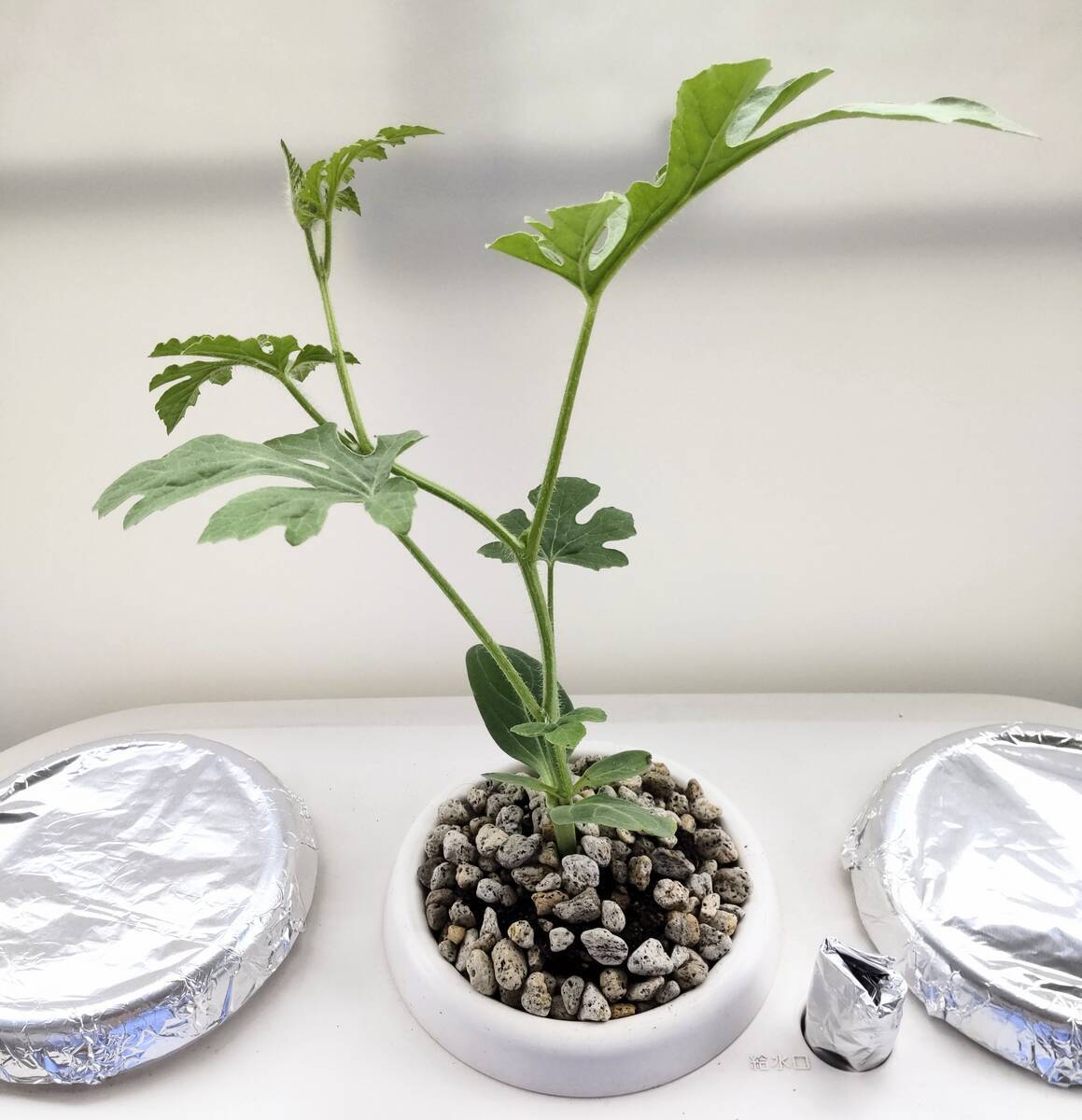 水耕栽培スイカ苗の植え付けと新たに導入したエアポンプ！ - 趣味を