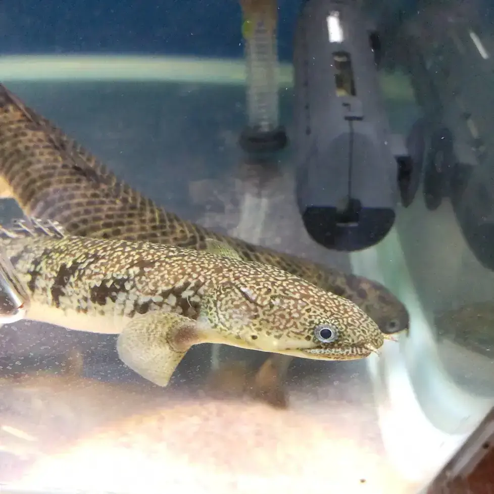 電気がついた餌の時間だ』大粒キャットを沢山食べて太り気味の 