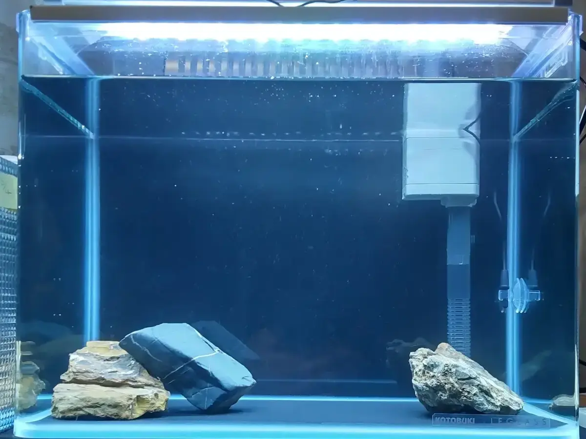 熱帯魚水槽を新規に立ち上げる時は準備段階から楽しい！ - 趣味を 