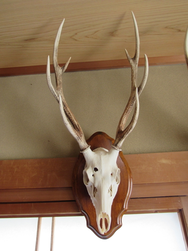 トロフィーが完成・・・ - 道楽ハンター東奔西走記