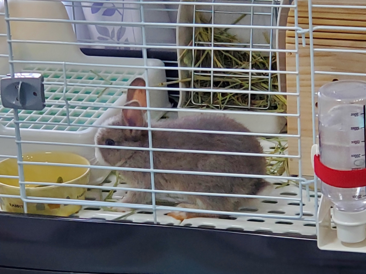 うさぎ　ネザーランドドワーフ