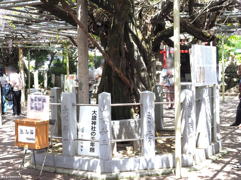 大歳(ださい)神社の千年藤 2025 4月 - 釣れない天才アングラー