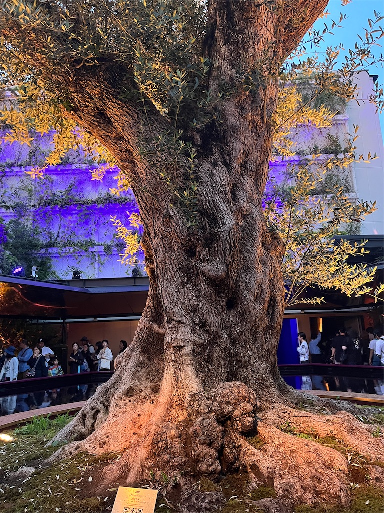 f:id:silk-diary:20250706222708j:image