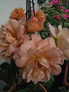 f:id:silk-y:20070610073702j:image f:id:silk-y:20070610073702j:image