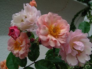 f:id:silk-y:20070610073731j:image:left
