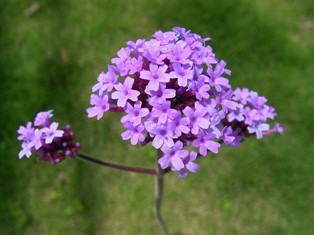f:id:silk-y:20070610074253j:image f:id:silk-y:20070610074253j:image