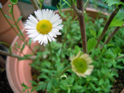 f:id:silk-y:20090414200423j:image