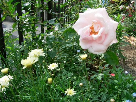 f:id:silk-y:20090521104944j:image