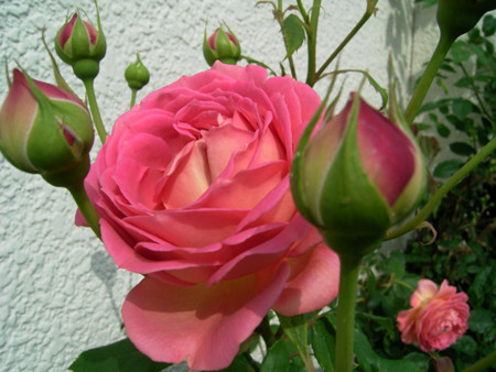 f:id:silk-y:20090521105336j:image