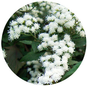f:id:silk-y:20101011192521j:image f:id:silk-y:20101011192521j:image