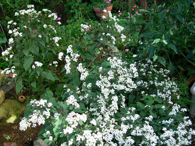f:id:silk-y:20101011192522j:image f:id:silk-y:20101011192522j:image