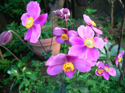 f:id:silk-y:20101011192523j:image f:id:silk-y:20101011192523j:image
