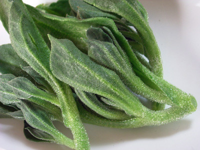 f:id:silk-y:20110205192635j:image