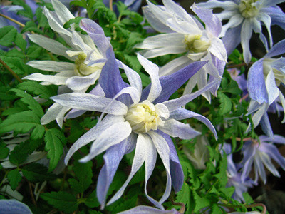 f:id:silk-y:20110419155959j:image f:id:silk-y:20110419155959j:image