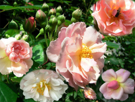 f:id:silk-y:20110514152007j:image f:id:silk-y:20110514152007j:image
