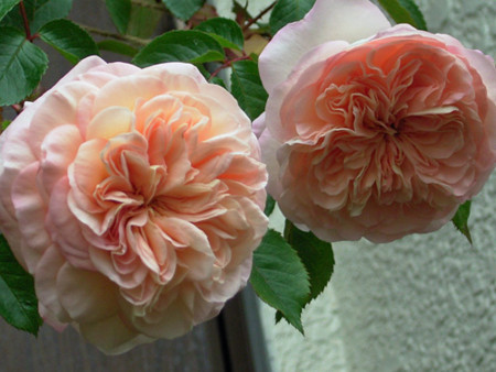 f:id:silk-y:20110517205127j:image f:id:silk-y:20110517205127j:image