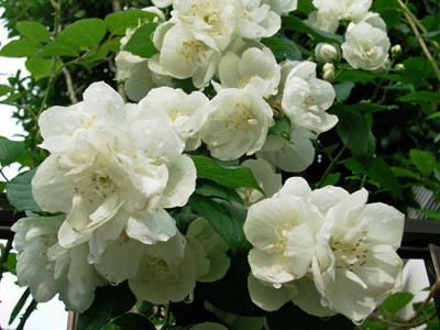 f:id:silk-y:20110614102626j:image f:id:silk-y:20110614102626j:image
