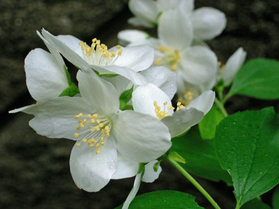 f:id:silk-y:20110614102627j:image f:id:silk-y:20110614102627j:image