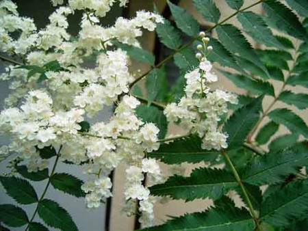 f:id:silk-y:20110728171507j:image