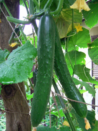 f:id:silk-y:20110728171508j:image