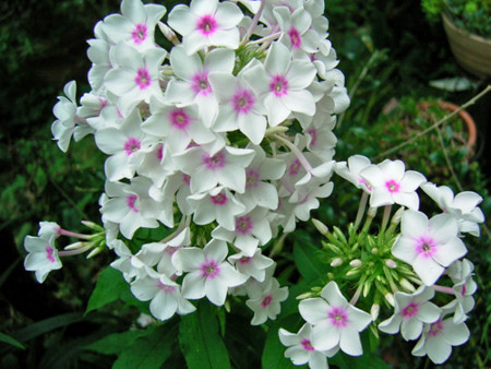 f:id:silk-y:20110728171510j:image