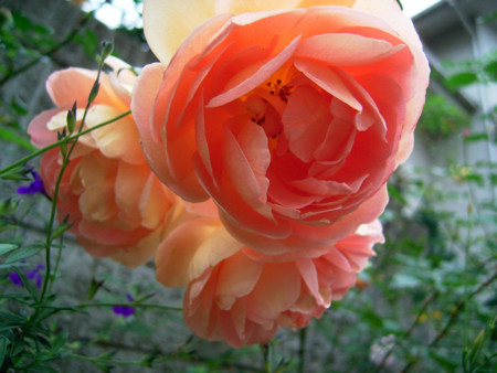 f:id:silk-y:20111105200447j:image:w500 f:id:silk-y:20111105200447j:image:w500