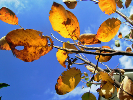 f:id:silk-y:20111122173007j:image:w500 f:id:silk-y:20111122173007j:image:w500