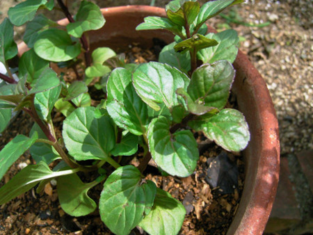 f:id:silk-y:20120316163110j:image:w220 f:id:silk-y:20120316163110j:image:w220