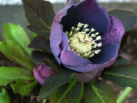 f:id:silk-y:20120316163116j:image:w220 f:id:silk-y:20120316163116j:image:w220
