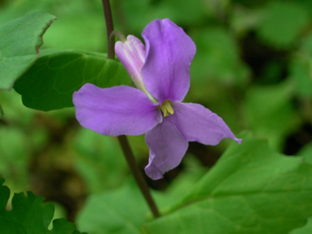 f:id:silk-y:20120330164728j:image:w250 f:id:silk-y:20120330164728j:image:w250