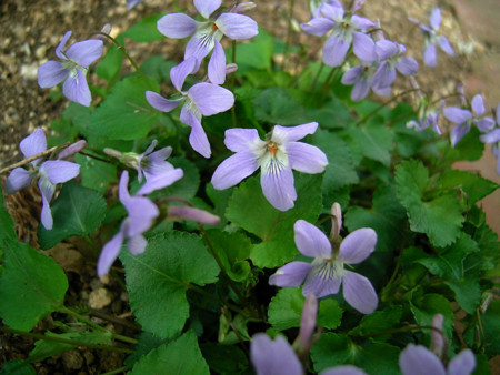 f:id:silk-y:20120411110517j:image:w450