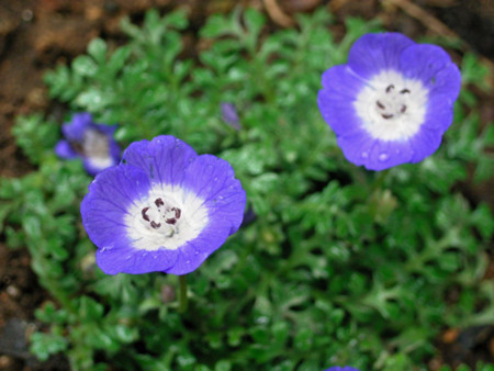 f:id:silk-y:20120411162755j:image:w340