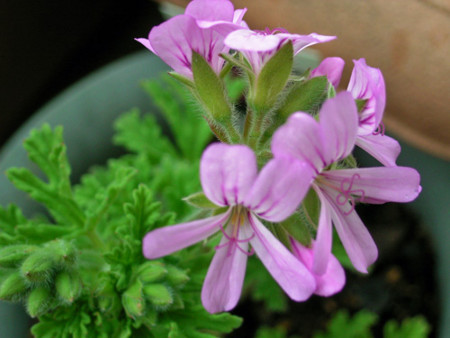 f:id:silk-y:20120411162757j:image:w340