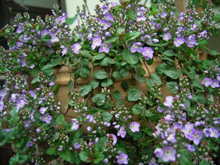 f:id:silk-y:20120419091313j:image