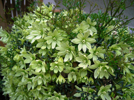 f:id:silk-y:20120419091316j:image
