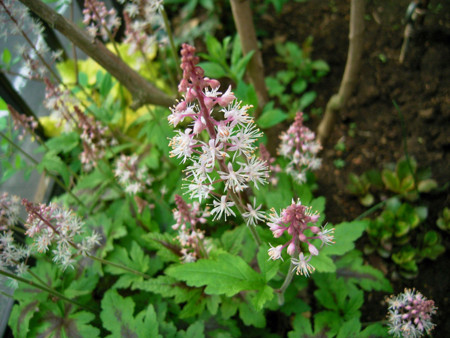 f:id:silk-y:20120425180539j:image