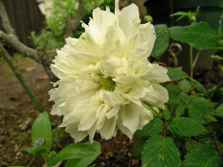 f:id:silk-y:20120501204308j:image:w220 f:id:silk-y:20120501204308j:image:w220