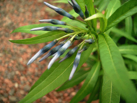 f:id:silk-y:20120501204310g:image:w220 f:id:silk-y:20120501204310g:image:w220