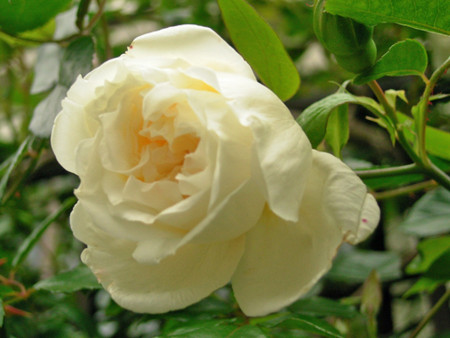 f:id:silk-y:20120523224248j:image f:id:silk-y:20120523224248j:image