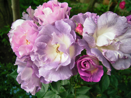 f:id:silk-y:20120527204433j:image f:id:silk-y:20120527204433j:image